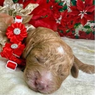 Autumn - Standard Poodle Female