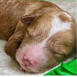 Asher - Standard Poodle Female