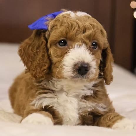 Ralphie - Goldendoodle Male