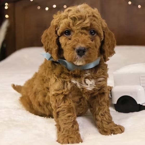 Sam - Goldendoodle Male