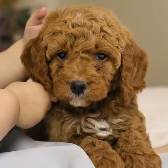 Sam - Goldendoodle Male