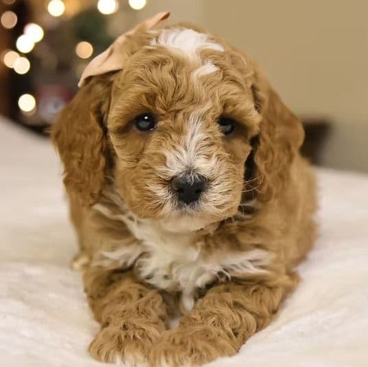Twinkle - Goldendoodle Female