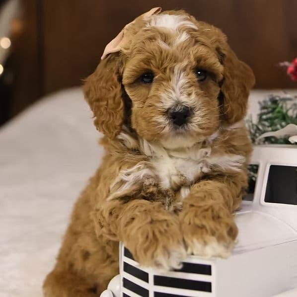 Twinkle - Goldendoodle Female