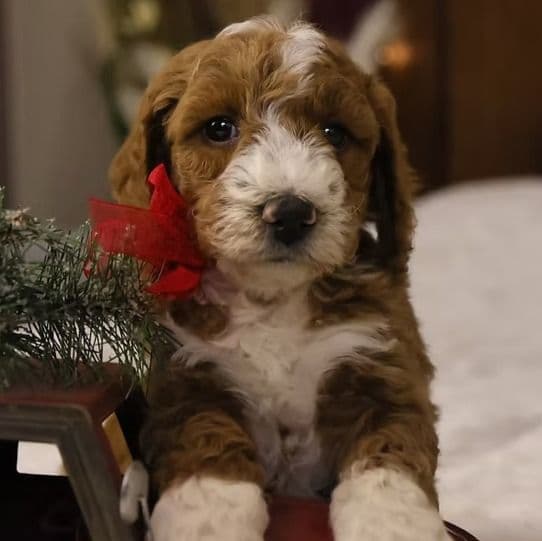 Yeti - Goldendoodle Male