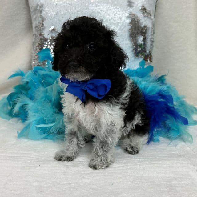 Cici Blue Boy - Toy Poodle Male