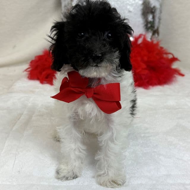 Cici Red Boy - Toy Poodle Male