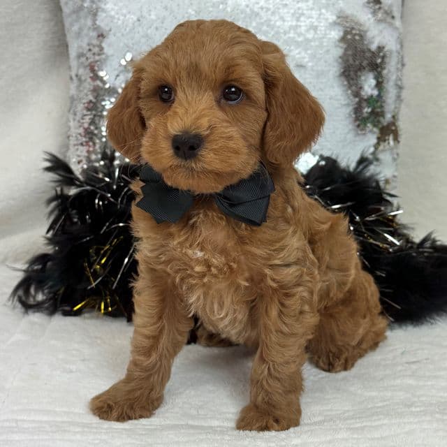 Braley Black Boy - Goldendoodle Male