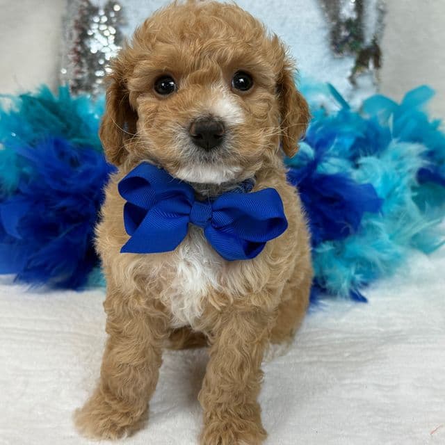 Molly Blue Boy - Goldendoodle Male