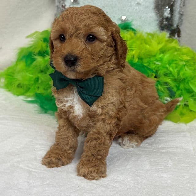 Molly Green Boy - Goldendoodle Male