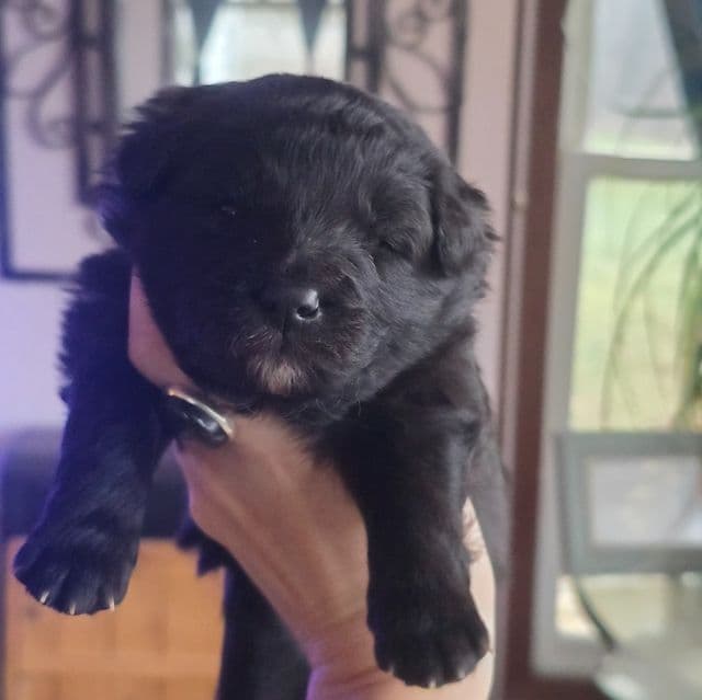 Stardust - Mudi Female