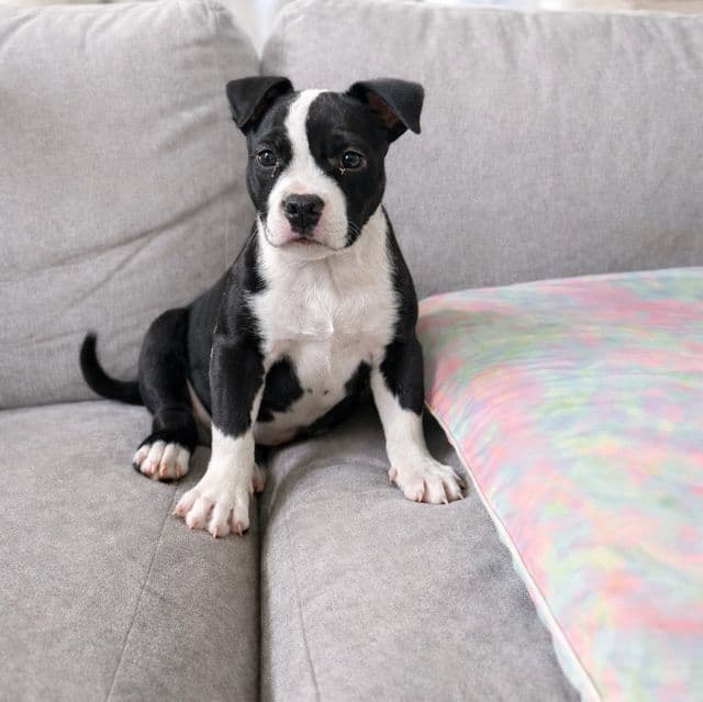 Daphne - American Bully Female