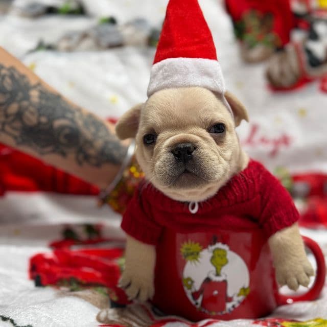 Caramelo  - French Bulldog Male