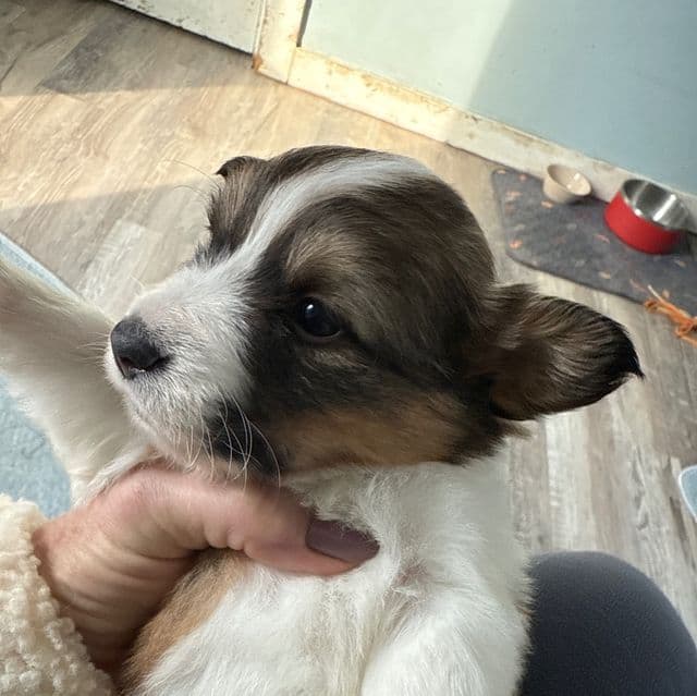 Steven - Pembroke Welsh Corgi Male