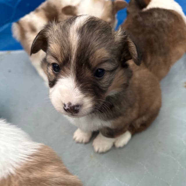 Sochi - Pembroke Welsh Corgi Female