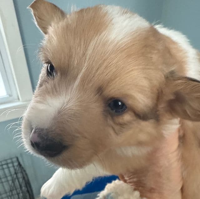 Sherman - Pembroke Welsh Corgi Male