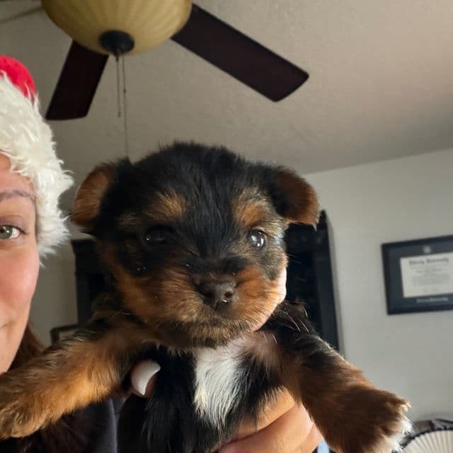 Mistletoe - Yorkshire Terrier Female