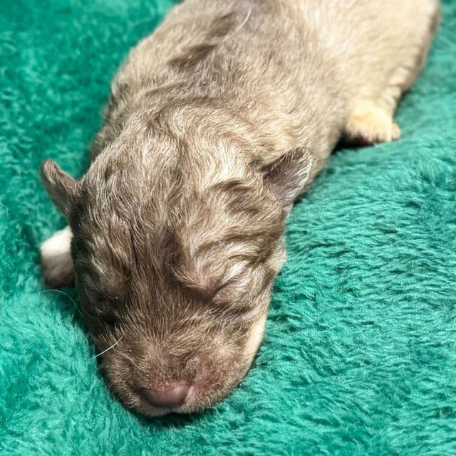 Vixen - Siberian Husky Female