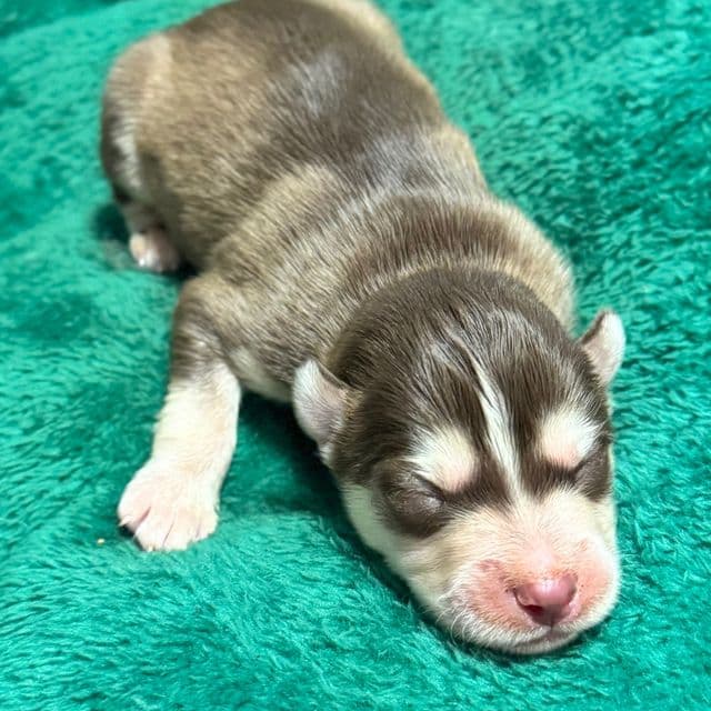 Comet - Siberian Husky Male