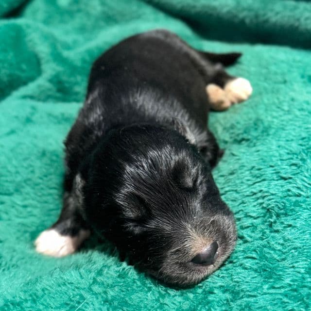 Cupid - Siberian Husky Male