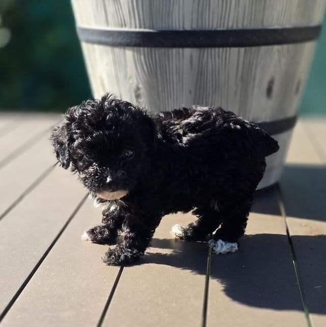 Sasha - Toy Poodle Female