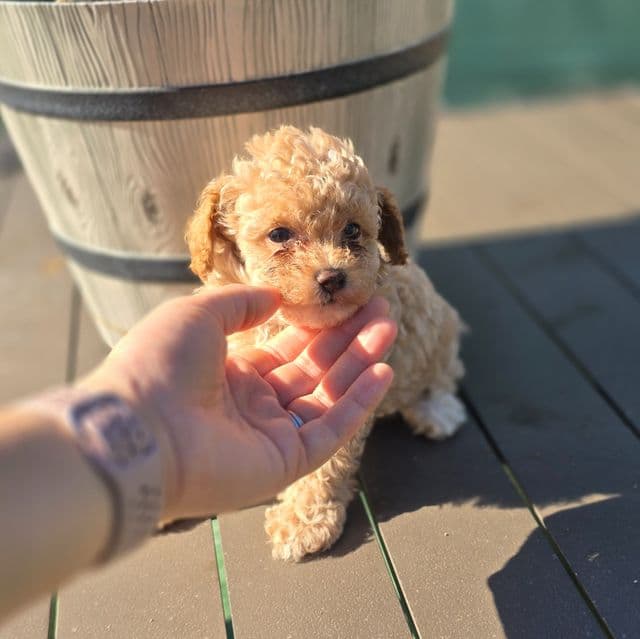 Simba - Toy Poodle Male