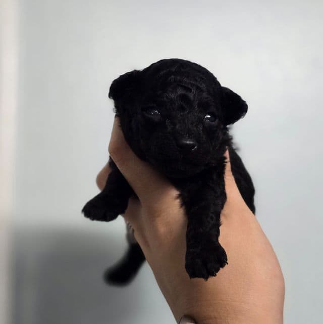 Cali - Toy Poodle Female