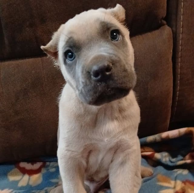 Formentino  - Cane Corso Male