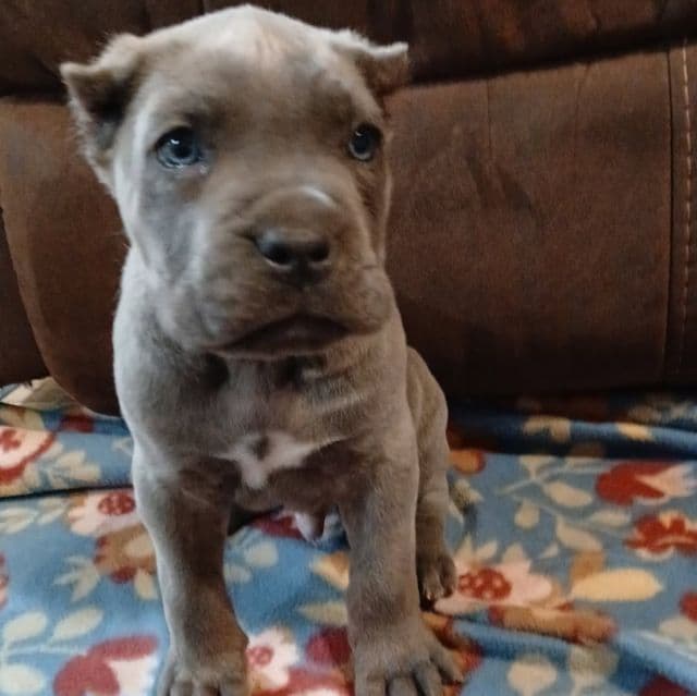Blue Brindle - Cane Corso Male