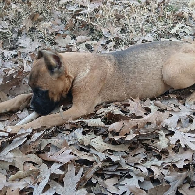 Honey - Cane Corso Female