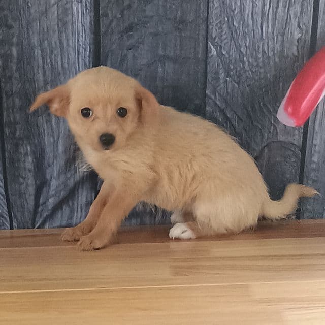 Jodie - Pomchi Female