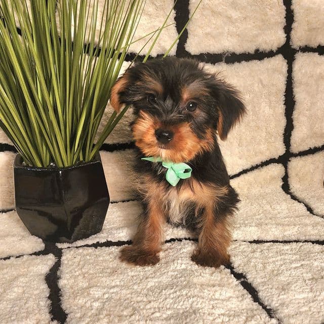 Stewart - Yorkshire Terrier Male