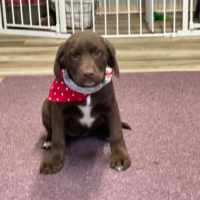 Hazel - Springador Female