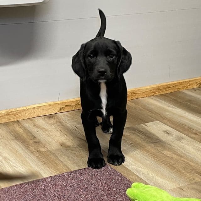 Hailey - Springador Female