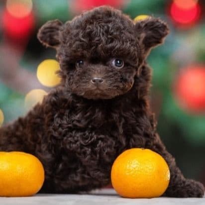 Bella Teacup Chocolate - Toy Poodle Female