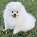 LADY MIRABELLA - Pomeranian Female