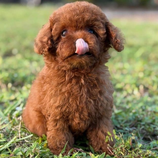 Chanel Red teacup  - Toy Poodle Female