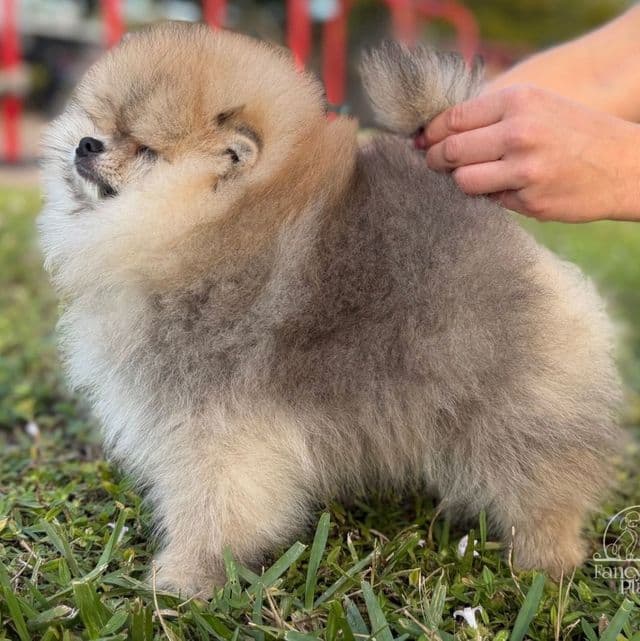 Rey - Pomeranian Male