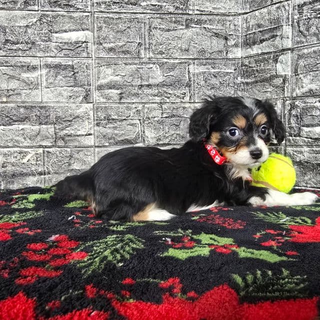 Prince  - Aussalier Male