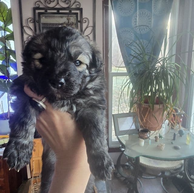 Eclipsa - Mudi Female