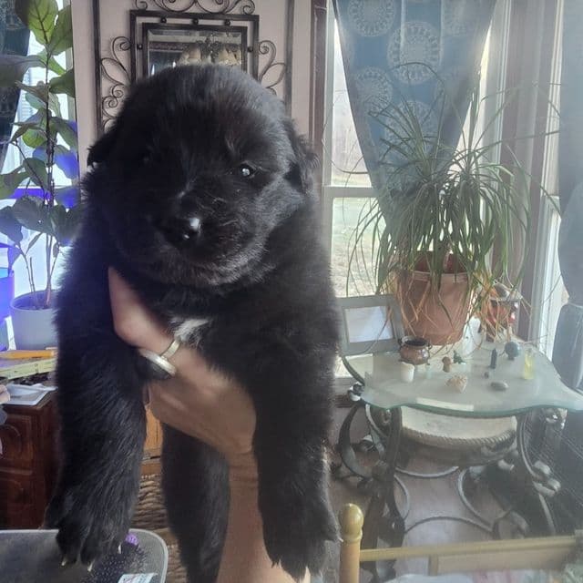 Starlight - Mudi Female