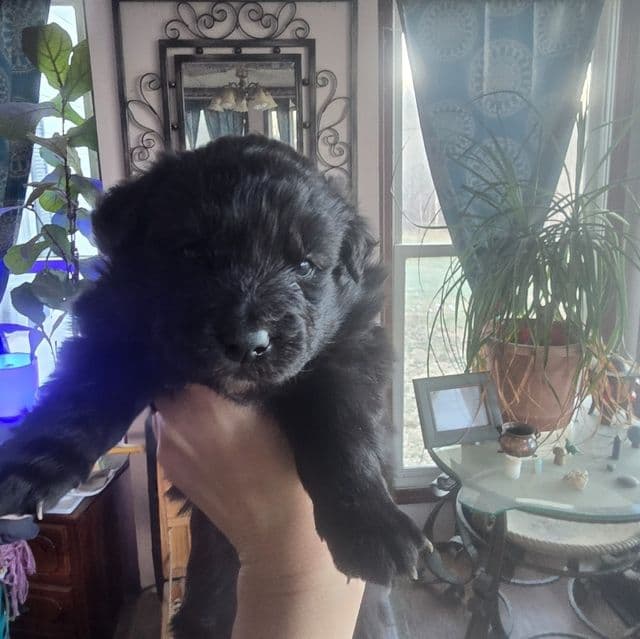 Stardust - Mudi Female