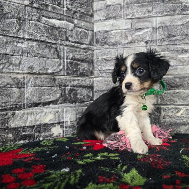 Stella - Aussalier Female