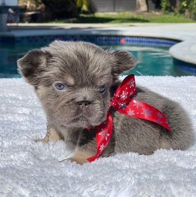 Candy Fluffy Big Rope  - French Bulldog Female