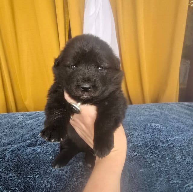 Starlight - Mudi Female