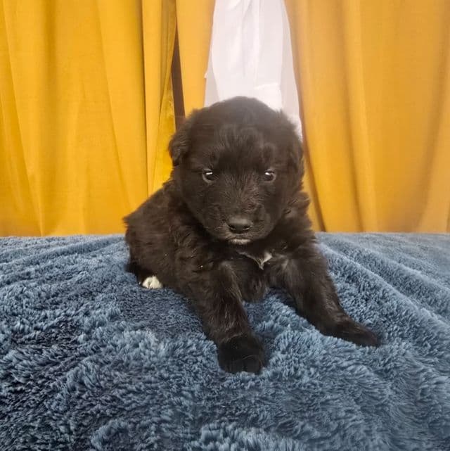 Stardust - Mudi Female