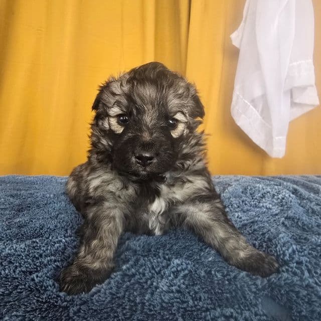 Eclipsa - Mudi Female