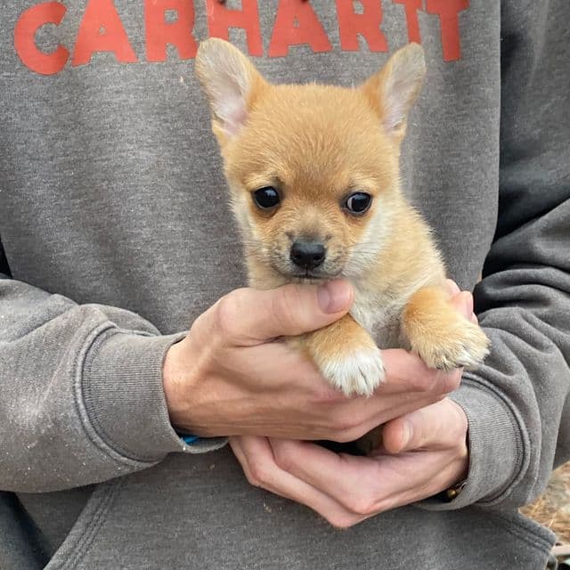 Nacho - Pomchi Female