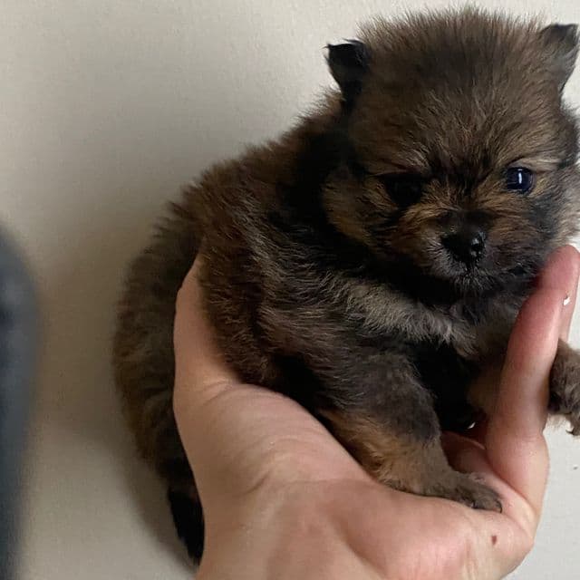 Max - Pomeranian Male