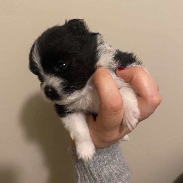 Princess - Pomeranian Male