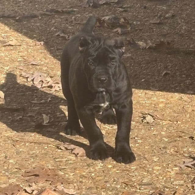 Sasha - Cane Corso Female